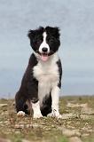 BORDER COLLIE 759